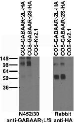 GABA-A-R-Gamma2L/S Antibody in Western Blot (WB)