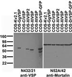 VSP/TPTE Antibody in Western Blot (WB)
