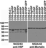 VSP/TPTE Antibody in Western Blot (WB)