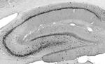ZIP3 Antibody in Immunohistochemistry (Frozen) (IHC (F))