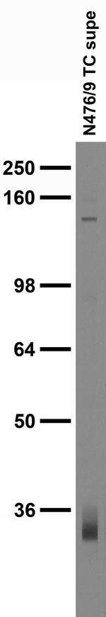 ZIP3 Antibody in Western Blot (WB)