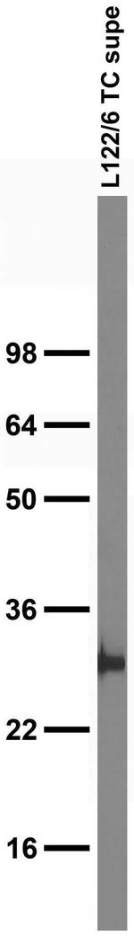 Calretinin Antibody in Western Blot (WB)