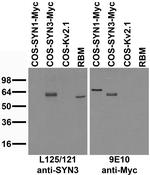Synapsin-3 Antibody in Western Blot (WB)