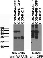 VAPA/B Monoclonal Antibody (N479/107)