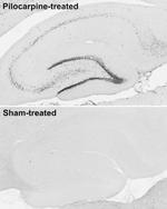 c-FOS Antibody in Immunohistochemistry (Frozen) (IHC (F))