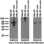 c-FOS Antibody in Western Blot (WB)