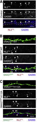 GAD65/67 Monoclonal Antibody (L127/12)