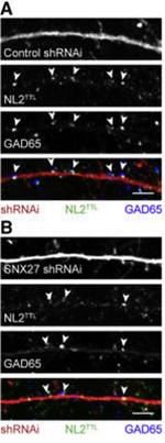 GAD65/67 Antibody in Immunocytochemistry (ICC/IF)