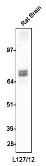 GAD65/67 Antibody in Western Blot (WB)