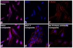 Vimentin  Antibody in Immunocytochemistry (ICC/IF)