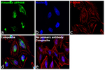 Vimentin Antibody in Immunocytochemistry (ICC/IF)