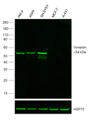 Vimentin Antibody