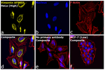 Vimentin Antibody