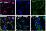 Vimentin Antibody
