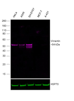 Vimentin Antibody in Western Blot (WB)