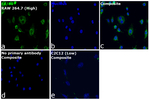 F4/80 Antibody