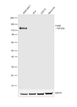 F4/80 Antibody in Western Blot (WB)