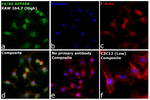 F4/80 Recombinant Rat Monoclonal Antibody (BM8), Alexa Fluor™ Plus 488