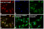 F4/80 Recombinant Rat Monoclonal Antibody (BM8), Alexa Fluor™ Plus 647