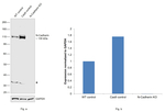 N-Cadherin Antibody