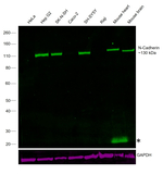 N-Cadherin Antibody