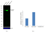 N-Cadherin Antibody in Western Blot (WB)