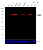 N-Cadherin Antibody