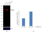 N-Cadherin Antibody in Western Blot (WB)