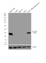 HLA-DR Antibody in Western Blot (WB)