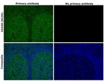 CD45R (B220) Antibody in Immunohistochemistry (Paraffin) (IHC (P))