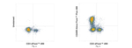 CD45R (B220) Recombinant Rat Monoclonal Antibody (RA3-6B2), Alexa Fluor™ Plus 488