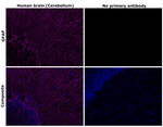 GFAP Antibody in Immunohistochemistry (Paraffin) (IHC (P))