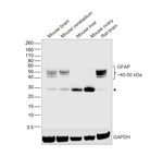 GFAP Antibody