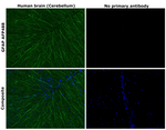 GFAP Antibody in Immunohistochemistry (Paraffin) (IHC (P))
