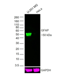 GFAP Antibody in Western Blot (WB)