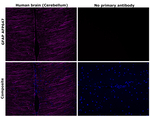 GFAP Antibody in Immunohistochemistry (Paraffin) (IHC (P))