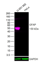 GFAP Antibody in Western Blot (WB)