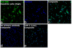 HLA-ABC Recombinant Mouse Monoclonal Antibody (W6/32)