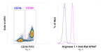Arginase 1 Antibody