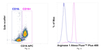 Arginase 1 Antibody
