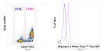 Arginase 1 Antibody