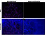 CD19 Antibody in Immunohistochemistry (Paraffin) (IHC (P))