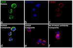 CD19 Antibody