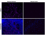 CD19 Antibody