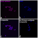CD19 Antibody in Immunocytochemistry (ICC/IF)