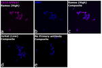 CD19 Antibody