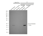DYKDDDDK Tag Antibody in Immunoprecipitation (IP)