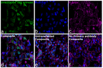 DYKDDDDK Tag Antibody in Immunocytochemistry (ICC/IF)