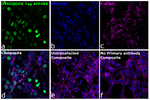 DYKDDDDK Tag Antibody in Immunocytochemistry (ICC/IF)