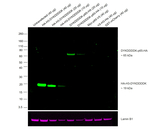 DYKDDDDK Tag Antibody